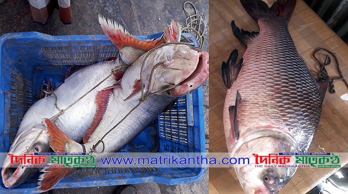 দৌলতদিয়া এলাকায় পদ্মা নদী থেকে বিভিন্ন প্রজাতির প্রচুর মাছ ধরা পড়ছে